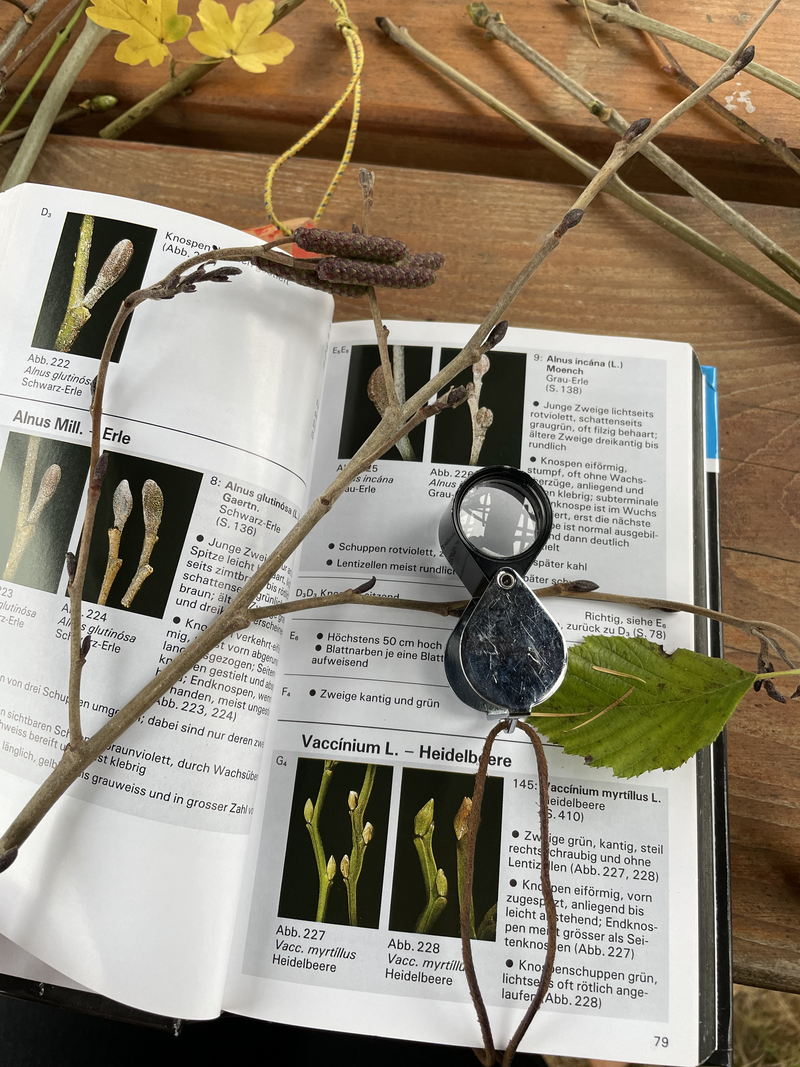 Baumbestimmung im Winter