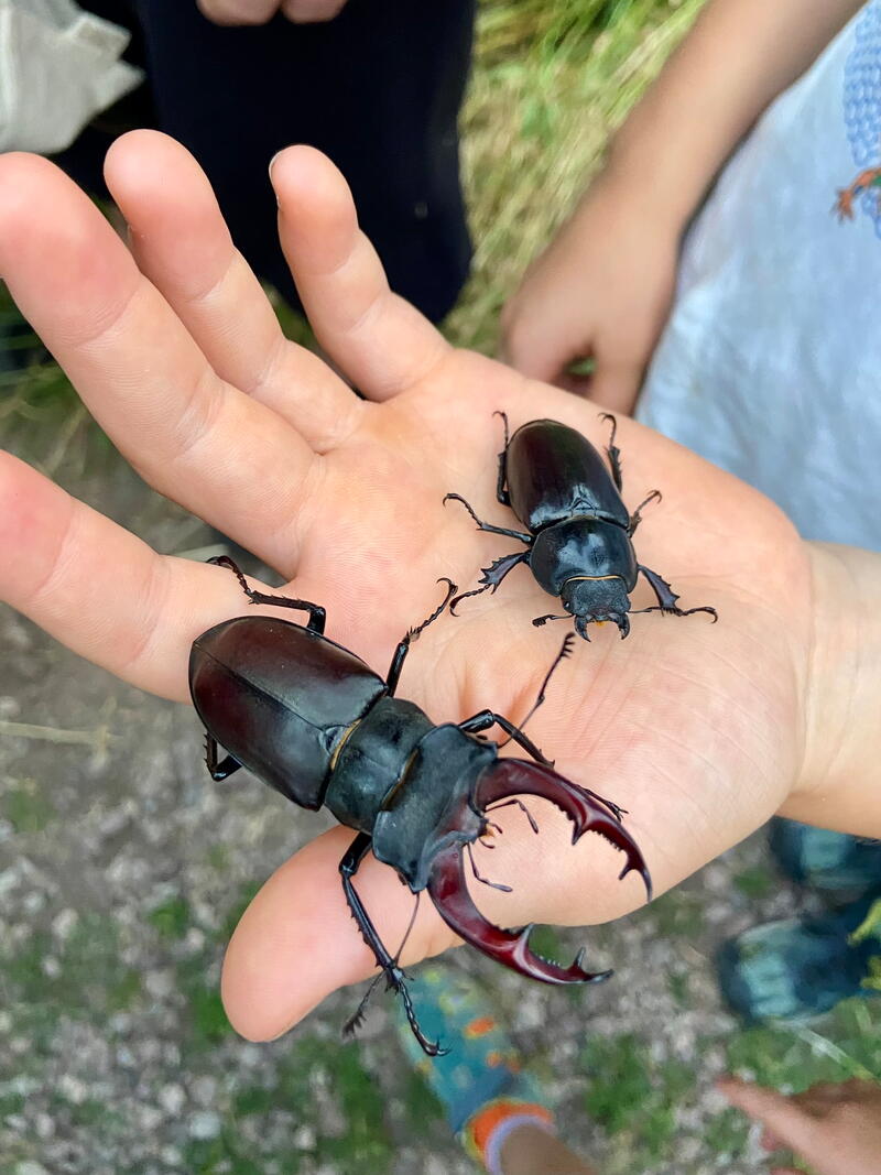 Hirschkäfer Männchen Weibchen