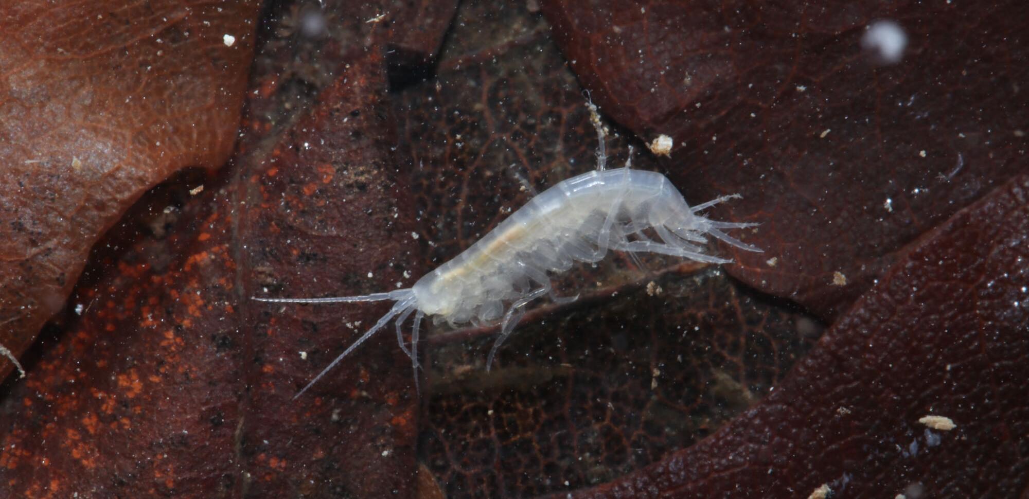 Ein farb- und augenloser Höhlenflohkrebs (Niphargus schellenbergi) aus einem Kalkbachquelle im Eichsfeld.