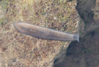 Ein Alpenstrudelwurm (Crenobia alpina) in einem natürlichen Quellbach im Obereichsfeld.