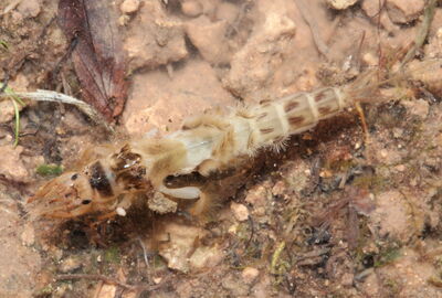 Dänische Eintagsfliege