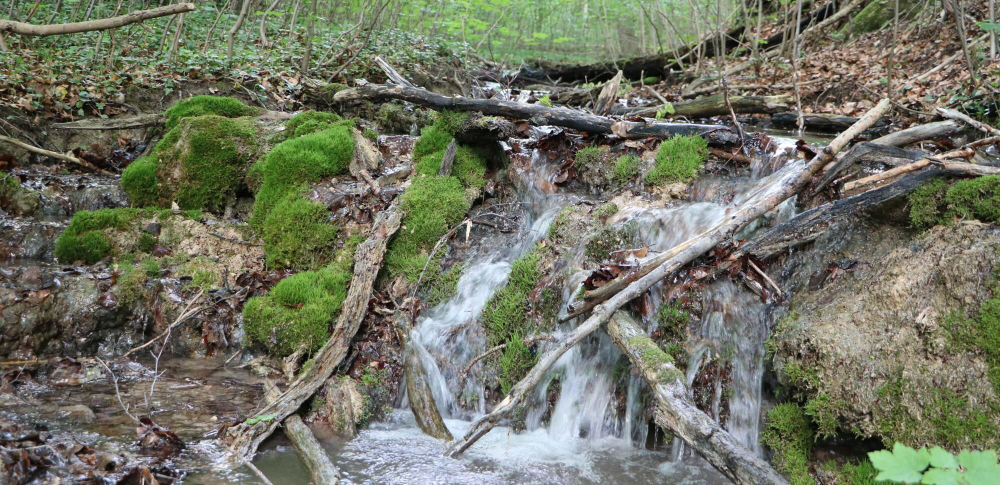 Kalktuffreicher Quellbach im Eichsfeld