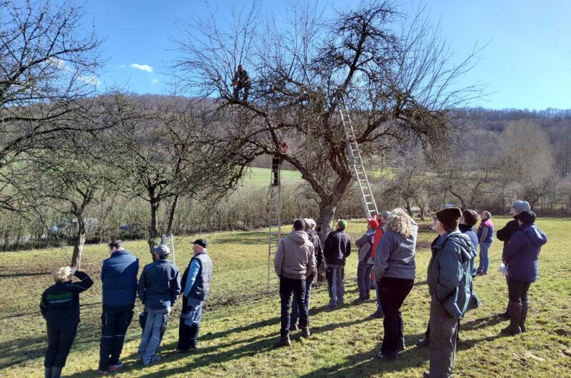 Schulung zu Obstbaumschnitt