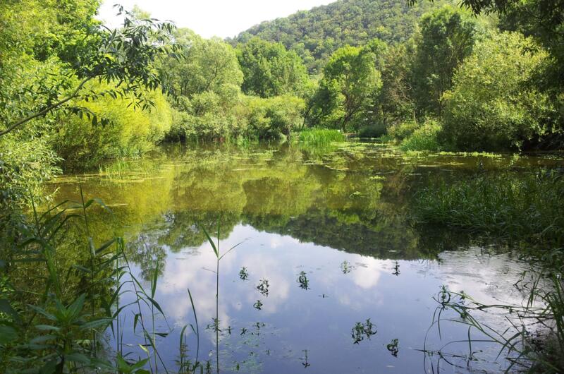 Bereits 2014 diente der Teich wieder als Lebensraum für Kammmolch, Laubfrosch und Eisvogel.
