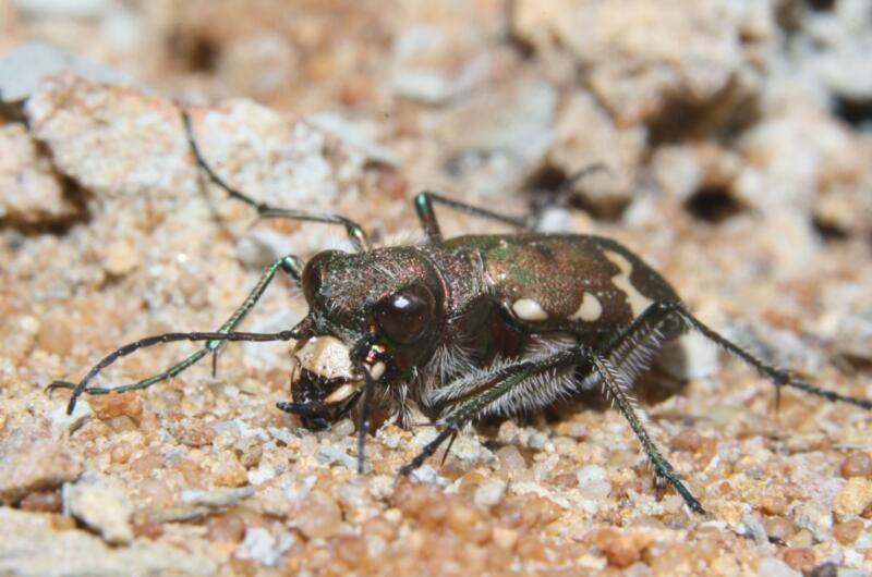 Auge in Auge mit einem im Eichsfeld nur selten vorkommenden Berg-Sandlaufkäfer (Cicindela silvicola).