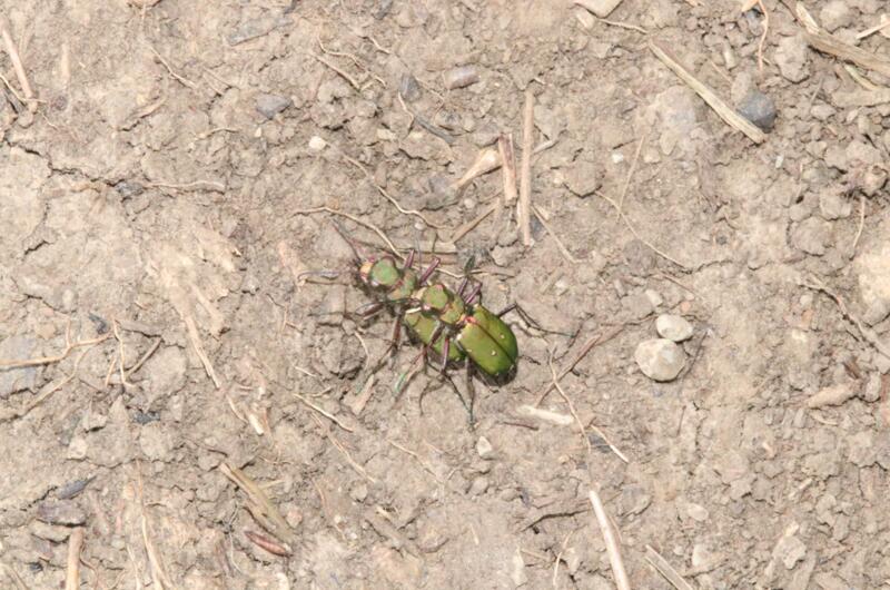 Verpaarte Feld-Sandlaufkäfer (Cicindela campestris) im typischen Lebensraum – vegetationsfreie Rohbodenflächen.