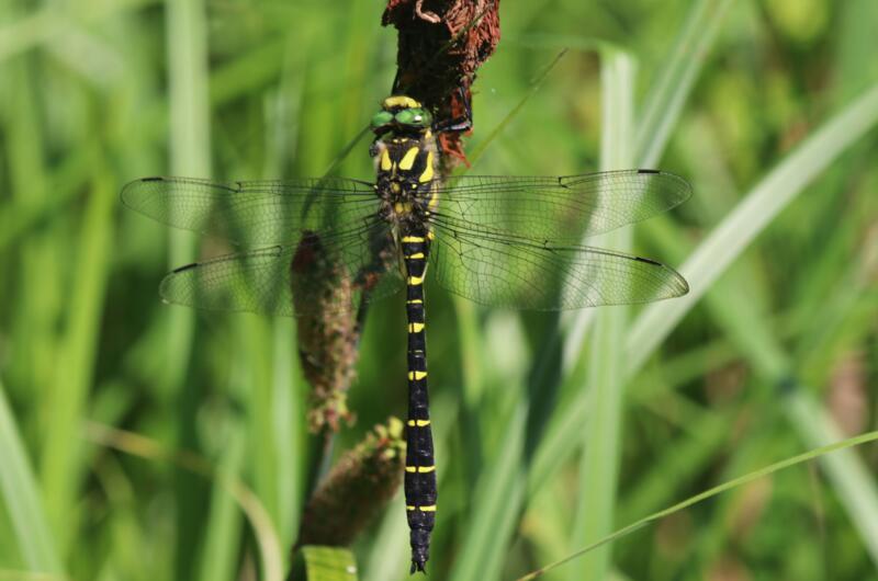 Die Gestreifte Quelljungfer (Cordulegaster bidentata) gehört mit 8 cm Länge und einer Flügelspannweite von 10 cm zu den größten heimischen Libellen.