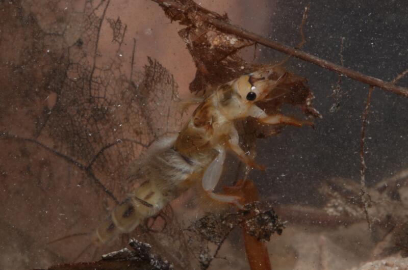 Die Larven der Dänischen Eintagsfliege (Ephemera danica) entwickeln  sich zwei oder noch mehr Jahre im Fließgewässer.