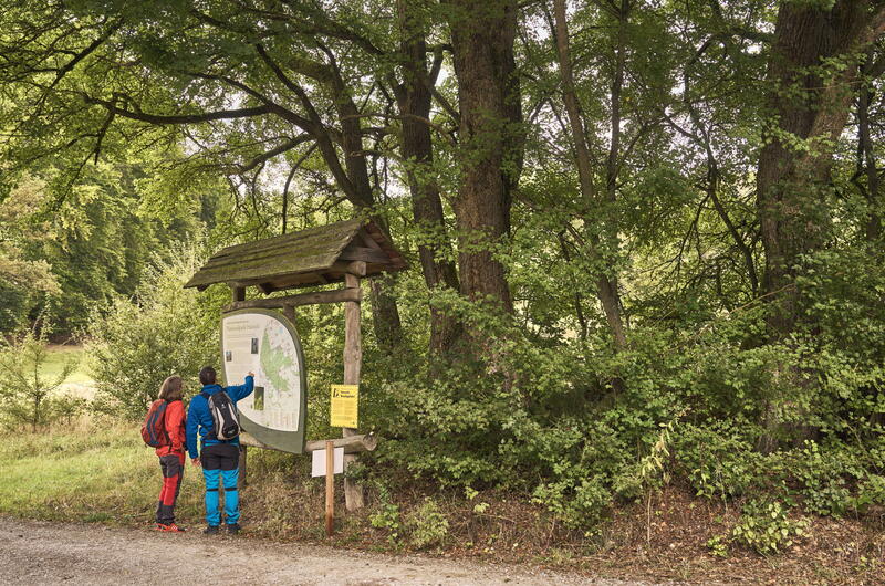 Wanderer informieren sich an einer Infotafel am sogenannten Maikäferbaum im Mihlaer Tal
