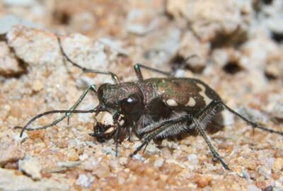 Auge in Auge mit einem im Eichsfeld nur selten vorkommenden Berg-Sandlaufkäfer (Cicindela silvicola).