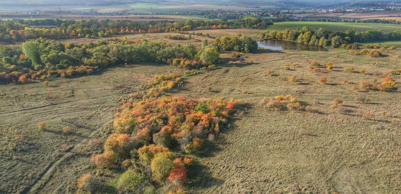 Die Wilde Weide im Nationalpark Hainich aus der Vogelperspektive