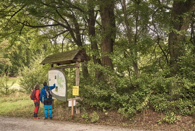 Wanderer informieren sich an einer Infotafel am sogenannten Maikäferbaum im Mihlaer Tal