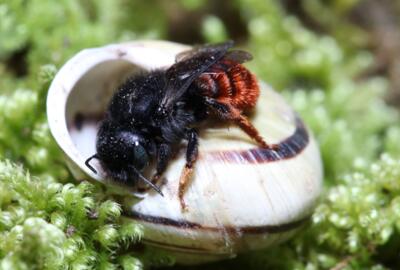 Das Weibchen von Osmia bicolor offeriert, warum die Art auch Zweifarbige Mauerbiene genannt wird.