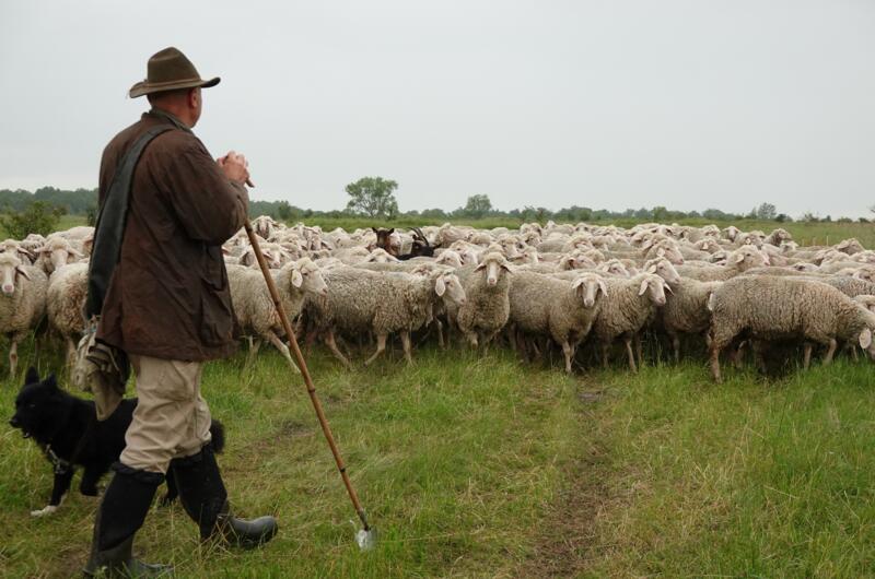 Schäfer mit Hund und Schafen bei der Landschaftspflege im Hainich