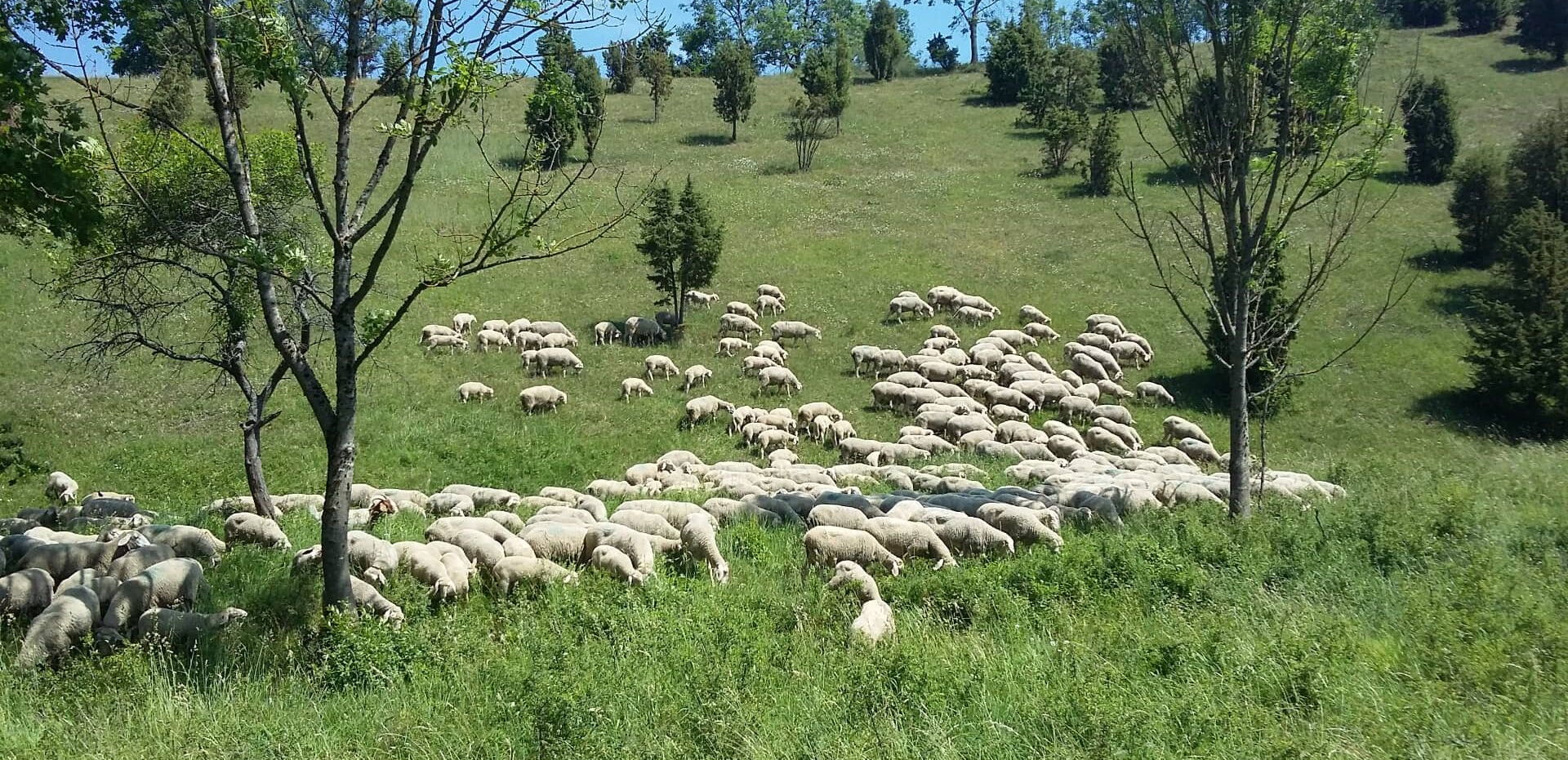 Schafherde im Natura-2000 Gebiet