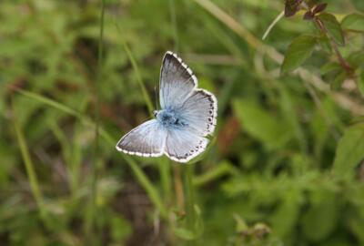 Der Silbergrüne Bläuling (Polyomatus corydon) fliegen jährlich in einer Generation von Ende Juni bis Anfang September und kann dann auf Magerwiesen und Halbtrockenrasen beobachtet werden.