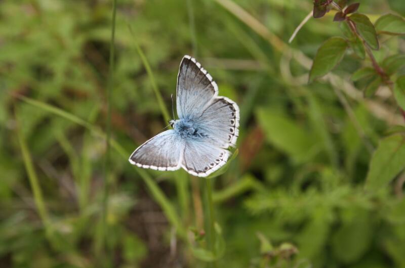 Der Silbergrüne Bläuling (Polyomatus corydon) fliegen jährlich in einer Generation von Ende Juni bis Anfang September und kann dann auf Magerwiesen und Halbtrockenrasen beobachtet werden.