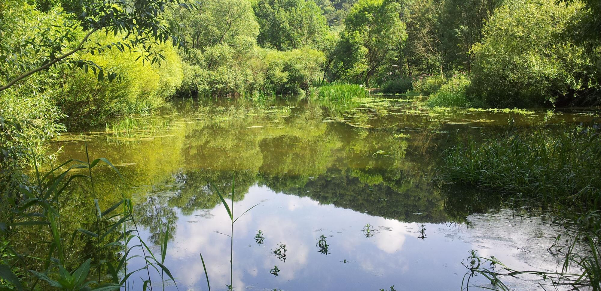 Bereits 2014 diente der Teich wieder als Lebensraum für Kammmolch, Laubfrosch und Eisvogel.