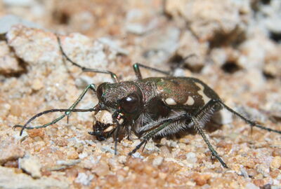 Auge in Auge mit einem im Eichsfeld nur selten vorkommenden Berg-Sandlaufkäfer (Cicindela silvicola).