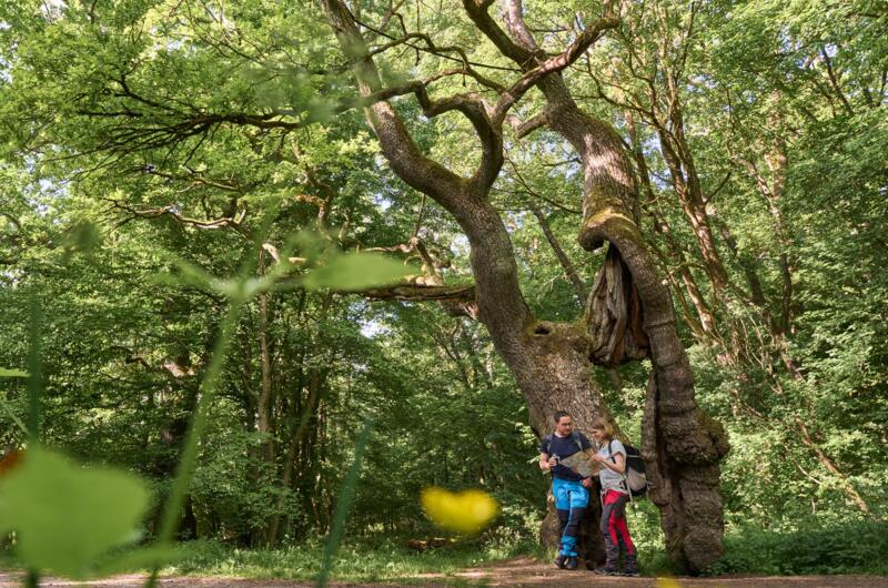 Betteleiche im Nationalpark Hainich