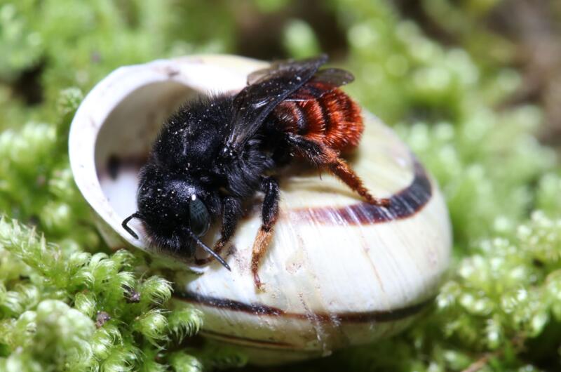 Das Weibchen von Osmia bicolor offeriert, warum die Art auch Zweifarbige Mauerbiene genannt wird.