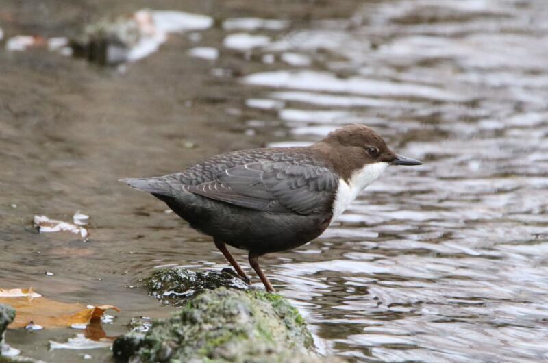 Die Wasseramsel (Cinclus cinclus) besiedelt saubere Bäche im Eichsfeld.