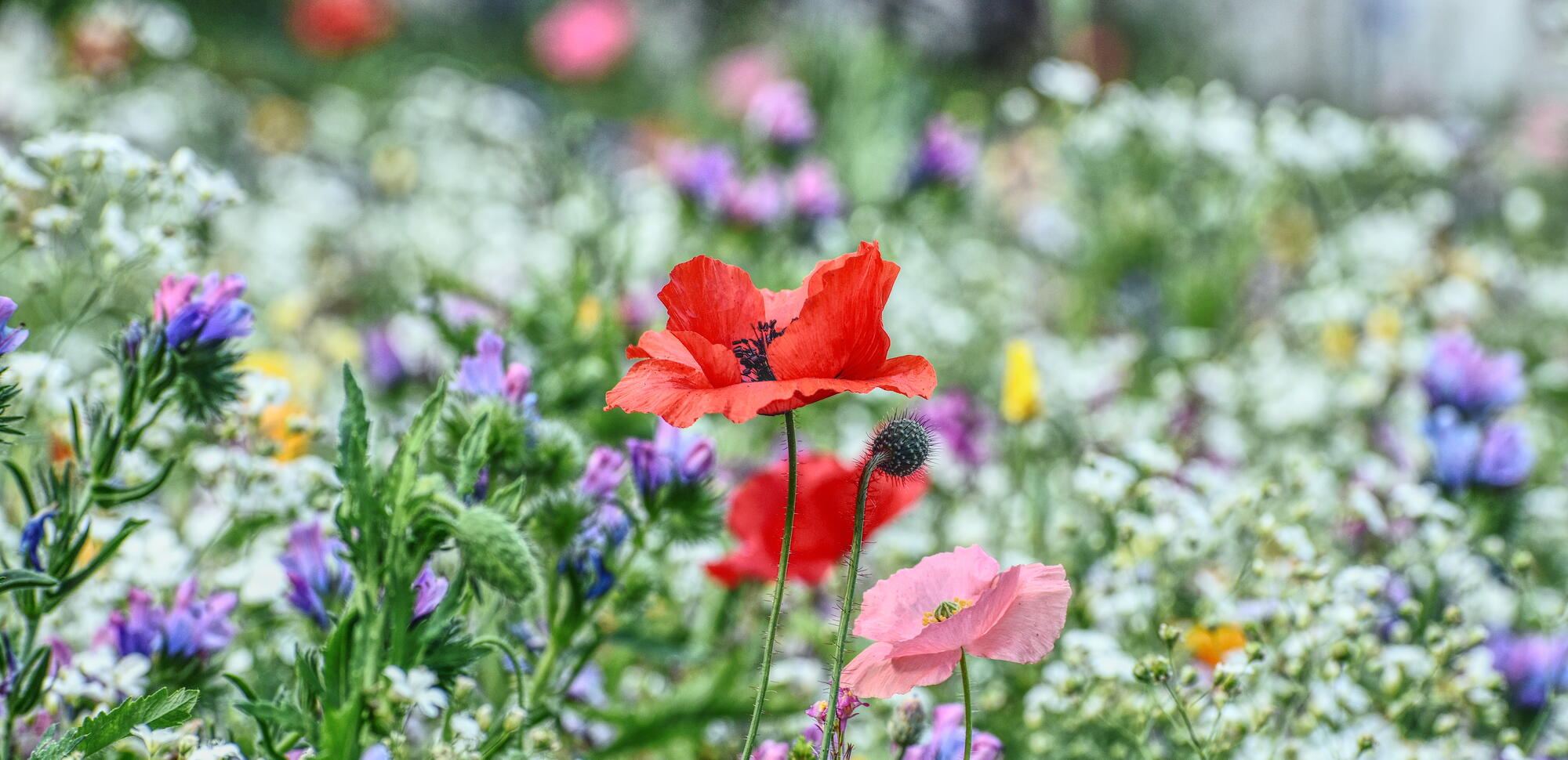 Blumenwiese, Mohn, Natternkopf, bunte Wiese