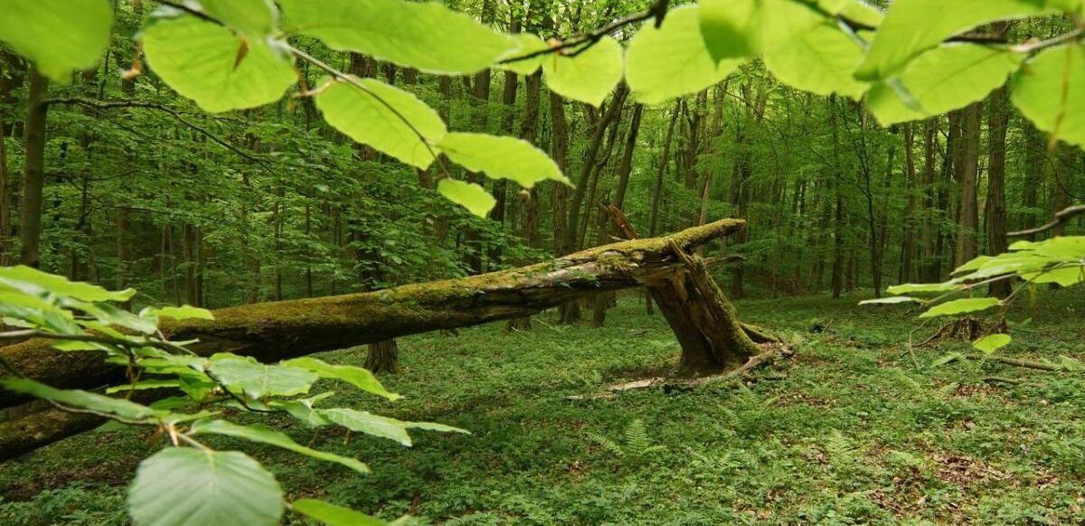 grüne Impression aus dem Nationalpark Hainich