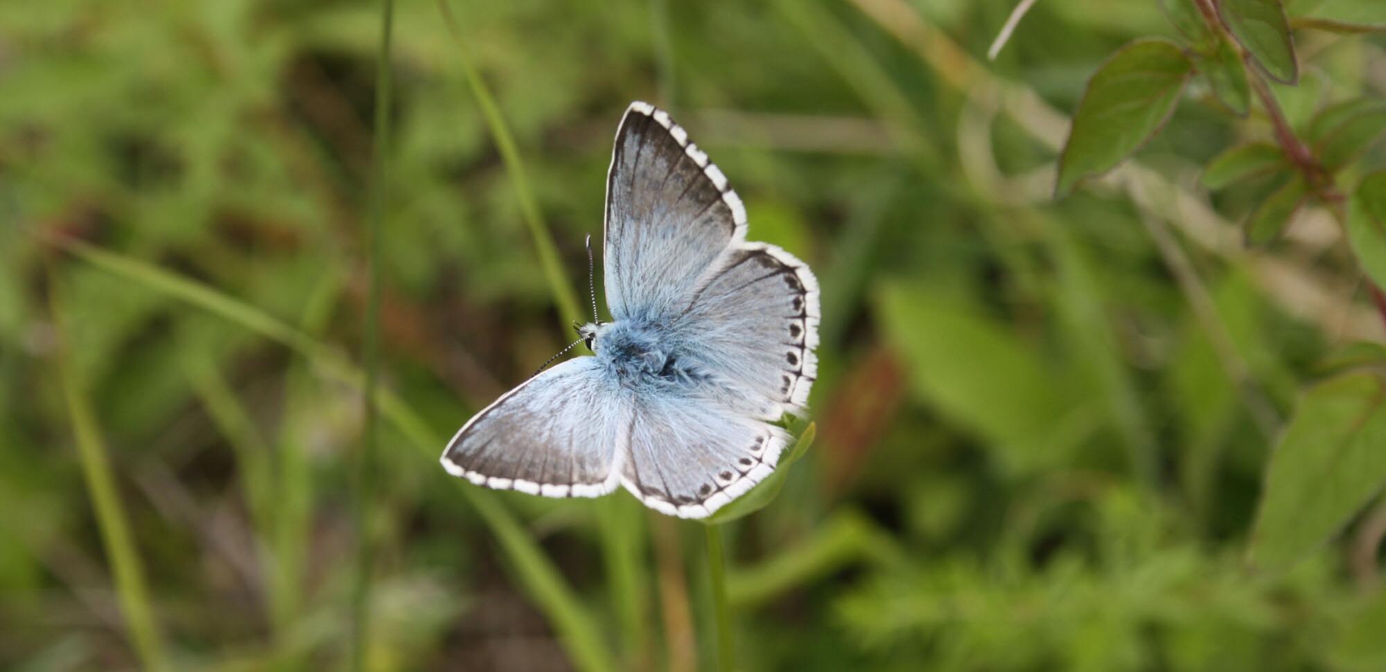 Der Silbergrüne Bläuling (Polyomatus corydon) fliegen jährlich in einer Generation von Ende Juni bis Anfang September und kann dann auf Magerwiesen und Halbtrockenrasen beobachtet werden.