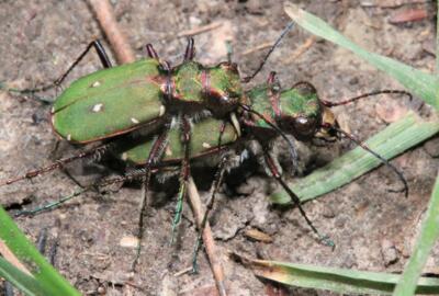 Feld-Sandlaufkäfer (Cicindela campestris) bei der Paarung, wie sie im Frühjahr und Frühsommer beobachtet werden kann. Nach dem Eierlegen sterben die erwachsenen Tiere.