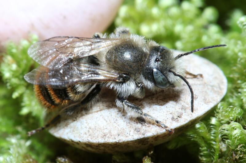 Ein Weibchen der Schneckenhaus-Mauerbiene (Osmia bicolor) inspiziert das flache Gehäuse eines Steinpickers (Helicigona lapicida).