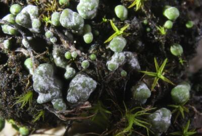 Die Gefleckte Blasenkruste (Toninia physaroides) ist eine seltene Erdflechte der Trockenrasen im Naturpark.