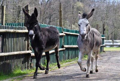 Alter Bahnhof Heyerode, Bauernhoftiere, Esel, Streichelzoo
Auf dem Bild sind 2 Esel zu sehen. Diese laufen neben einander. Der linke Esel ist dunkel Braun und der rechte ist hell grau