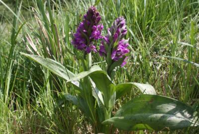 Breitblättrige Kuckucksblume, Breitblättriges Knabenkraut oder Breitblättrige Fingerwurz sind gebräuchliche Synonyme für die Orchidee Dactylorhiza majalis.