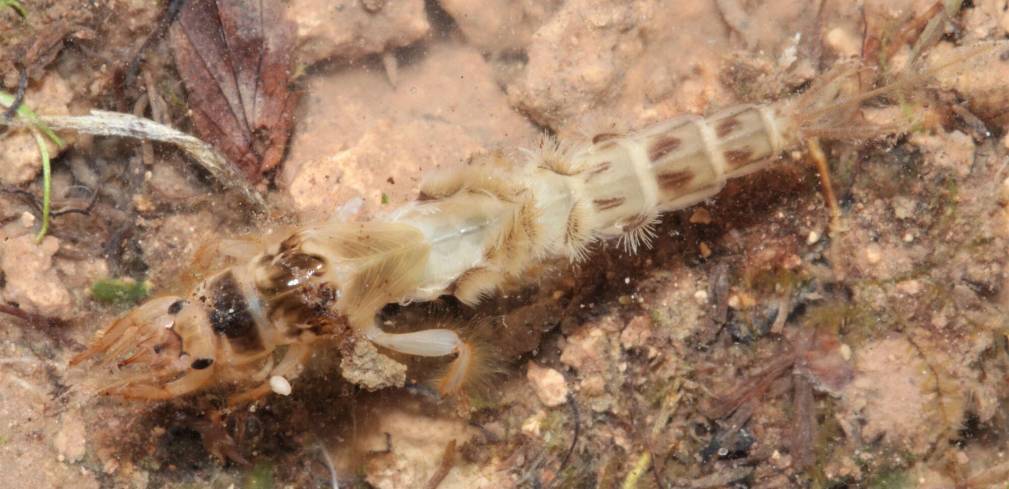 Eine Larve der Dänischen Eintagsfliege (Ephemera danica) in einem Waldbach im Eichsfeld.