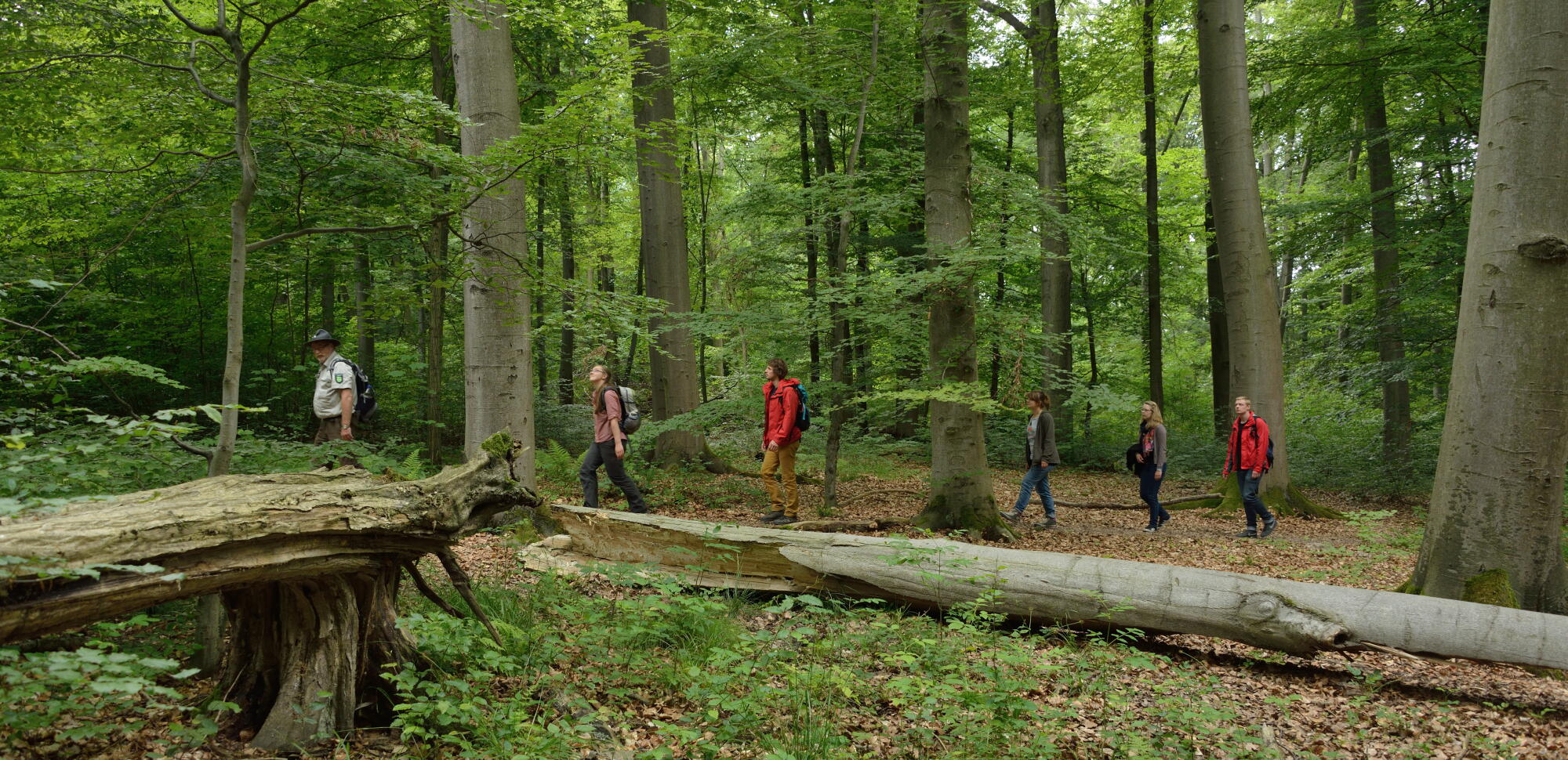 Ranger führt Wanderer durch Nationalpark Hainich