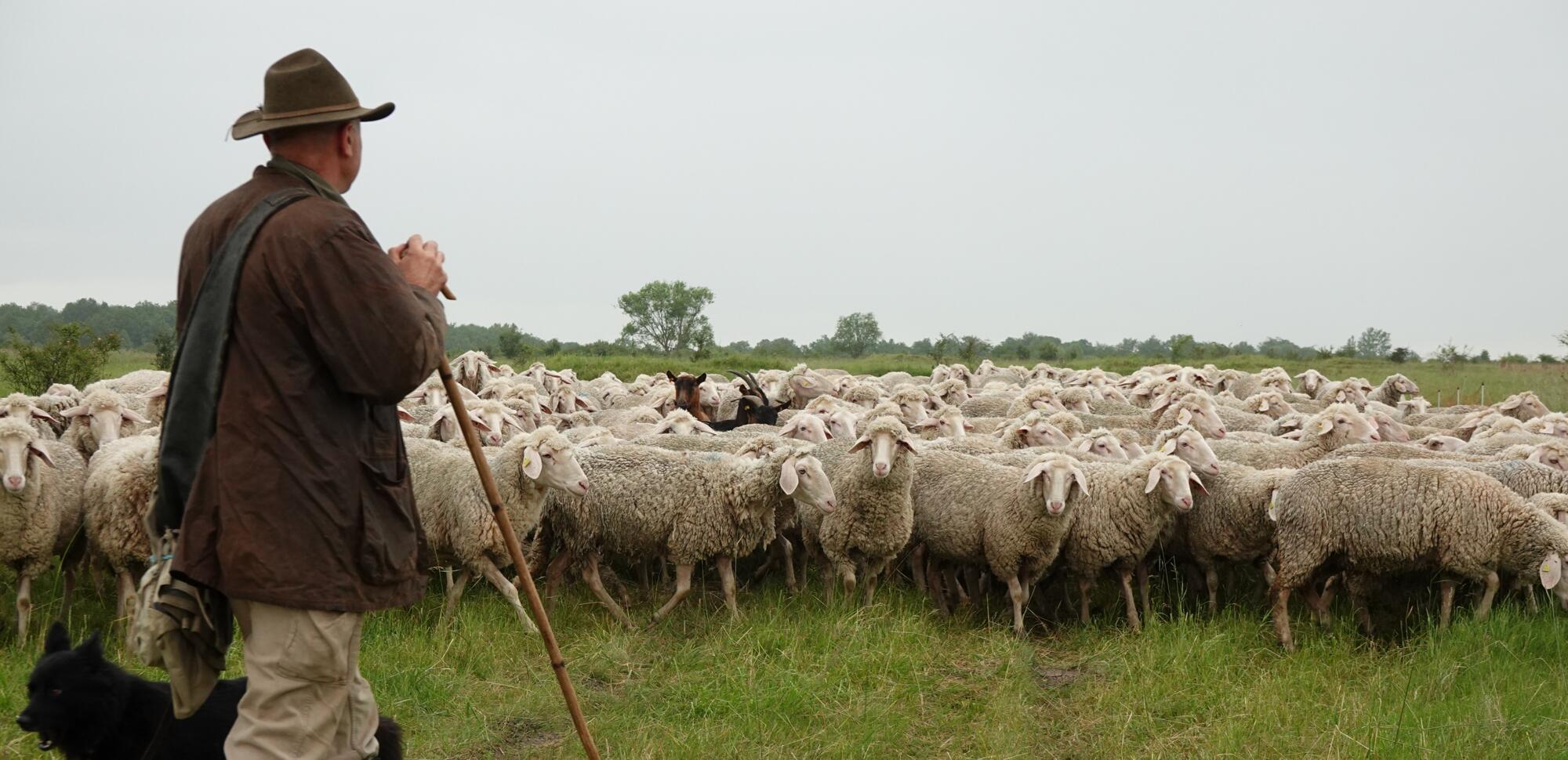 Schäfer mit Hund und Schafen bei der Landschaftspflege im Hainich