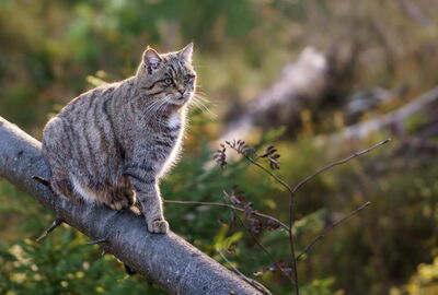 Wildkatze