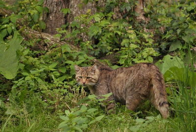 Wildkatze