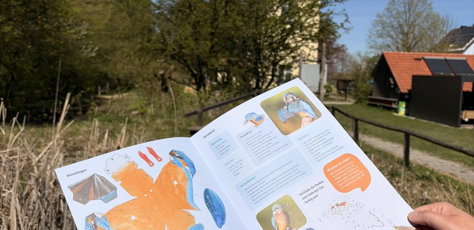 Bastelbogen Eisvogel