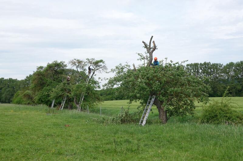 Streuobstpflege und Pflege von Obstalleen