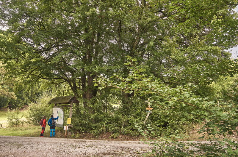 Wanderer informieren sich an einer Infotafel am sogenannten Maikäferbaum im Mihlaer Tal