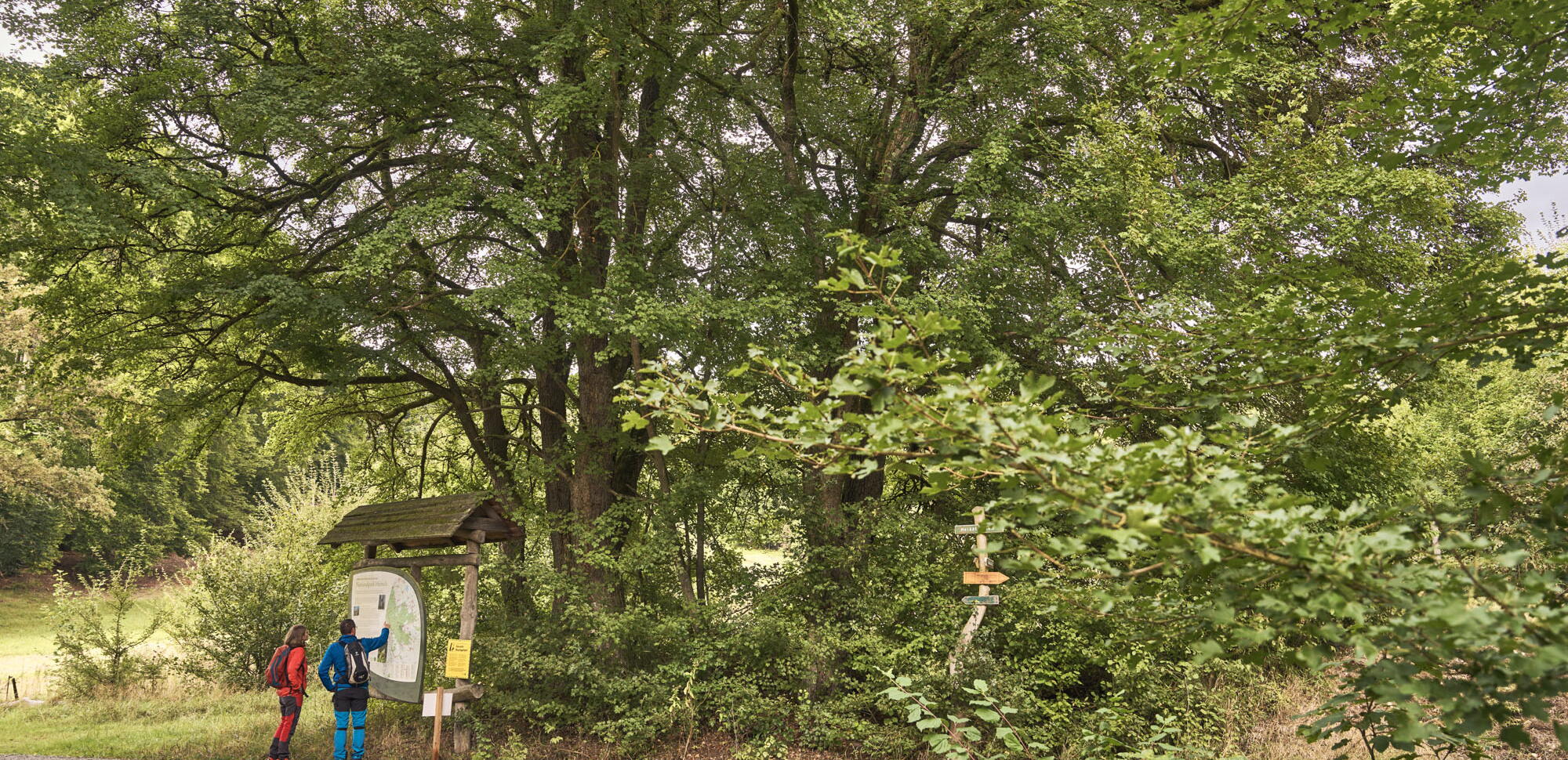 Wanderer informieren sich an einer Infotafel am sogenannten Maikäferbaum im Mihlaer Tal