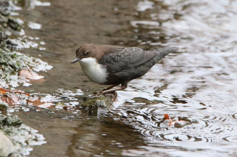 Die Wasseramsel (Cinclus cinclus) ist der einzige Singvogel der schwimmen und Tauchen kann!