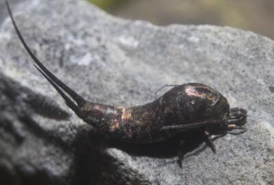 Der Felsenspringer (Dilta hibernica) ist ein lebendes Fossil.