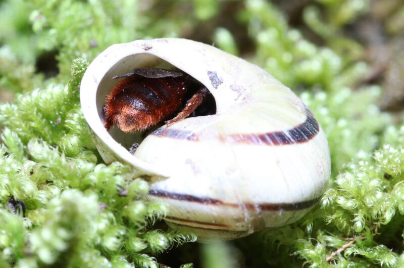 Ein Weibchen der Schneckenhaus-Mauerbiene (Osmia bicolor) in einem Schneckenhaus.
