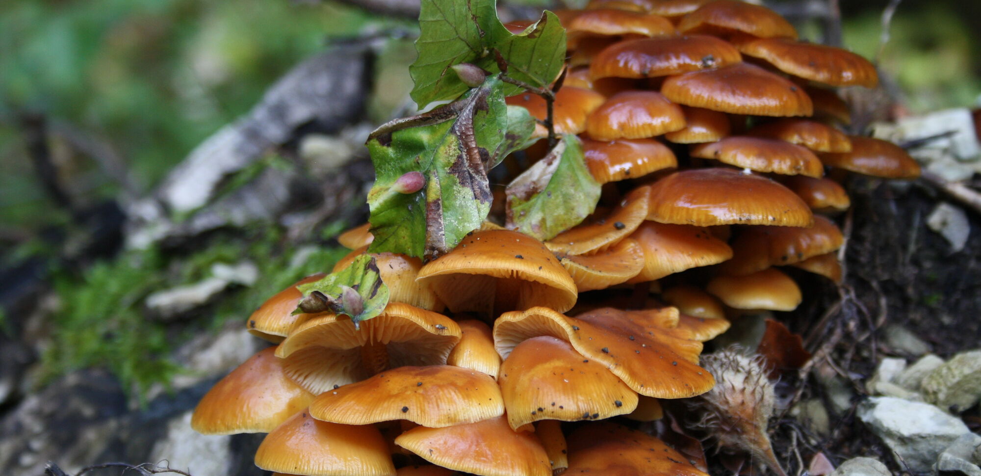 Das Stockschwämmchen ist nicht nur ein beliebter Speisepilz, sondern gilt in der Naturheilkunde auch als Heilpilz. Es enthält Stoffe, die krebshemmend, antibiotisch und antiviral wirken.