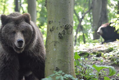 Bärin Katja im Bärenpark Worbis