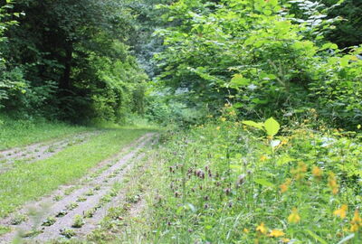 Der ehemalige Kolonnenweg der DDR-Grenztruppen ist nun ein einmaliger Biotopverbund