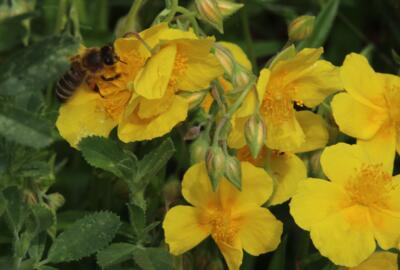 Eine gefährdete Lebensgemeinschaft: Für die Honigbiene sind die Blüten des Gelben Sonnenröschens (Helianthemum nummularium) ergiebige Futterquellen.